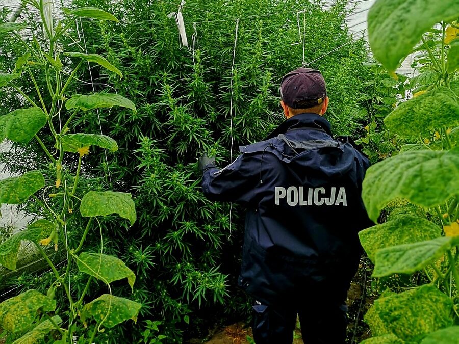 NA SYGNALE. Konopie w tunelu foliowym